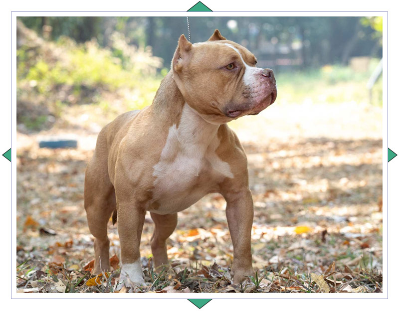 Breeding & Stud Service